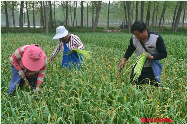 "蒜乡"蒜农忙抽蒜苔