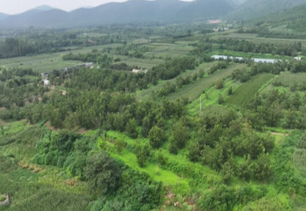 《中安在线》9月8日报道：埇桥区：碧根果迎丰收“金果子”铺就乡村振兴路