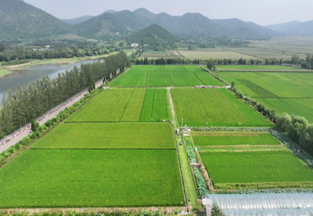 《中安在线》9月9日报道：埇桥区：秋日埇桥稻浪翻涌 “科技范”赋能香米丰收