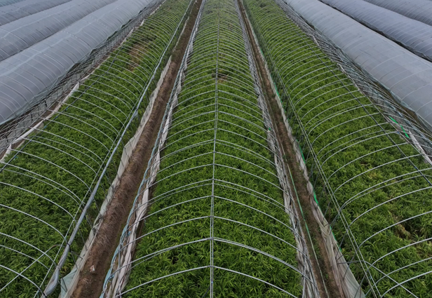 《宿州埇桥发布》11月4日报道：“姜”山如画映丰年