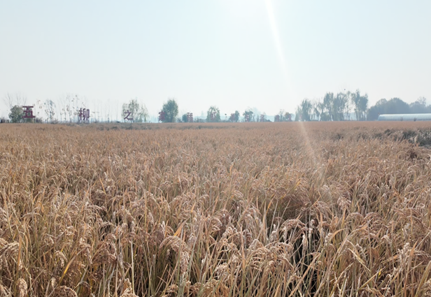 《宿州埇桥发布》11月25日报道：风送五柳香 稻熟丰收时