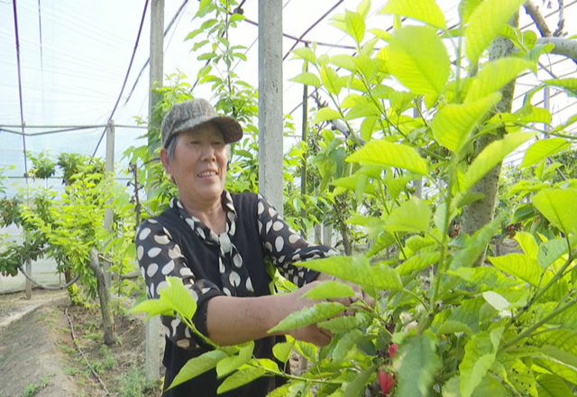 "正在忙碌的魏云告诉记者.红红的车厘子映